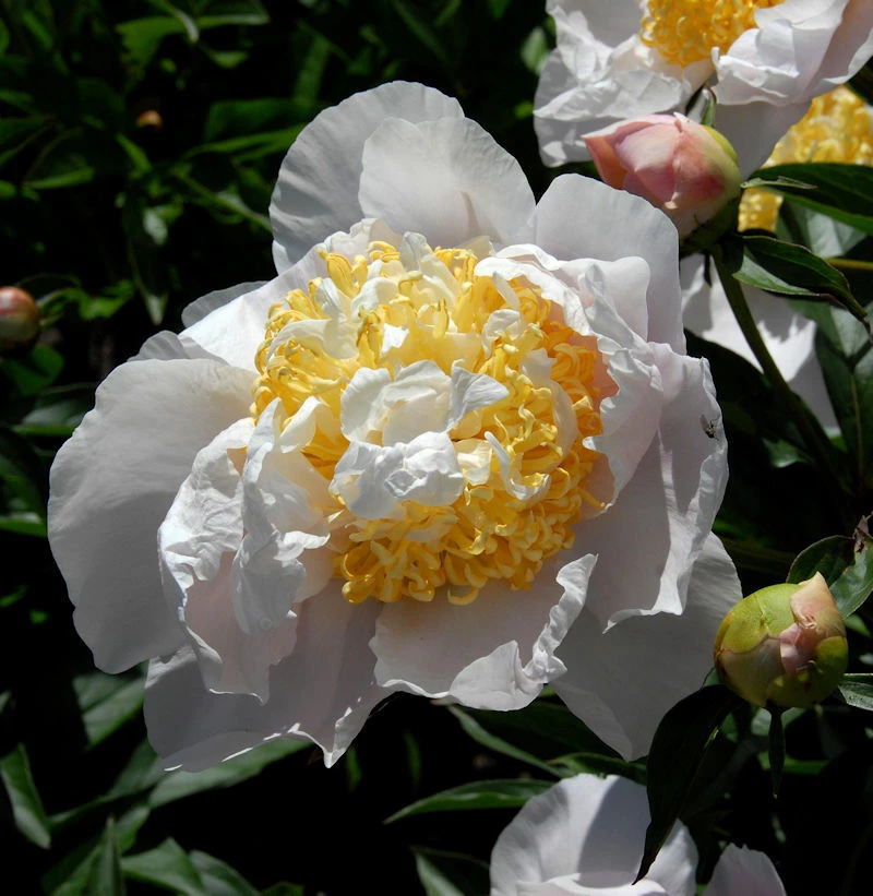 Edelpfingstrose Moon Of Nippon - Paeonia Lactiflora 3 Edelpfingstrose Moon Of Nippon - Paeonia Lactiflora