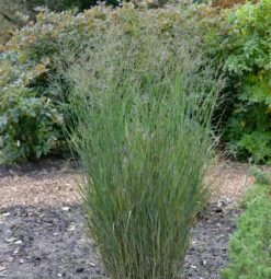 Rutenhirse Heavy Metal - Panicum Virgatum