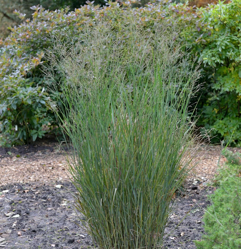 Rutenhirse Heavy Metal - Panicum Virgatum 3 Rutenhirse Heavy Metal - Panicum Virgatum