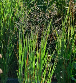 Rutenhirse Heiliger Hain - Panicum Virgatum