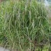 Rutenhirse Hänse Herms - Großer Topf - Panicum Virgatum 2 Rutenhirse Hänse Herms - Großer Topf - Panicum Virgatum -NR-01 Verkäufe Panicum virgatum Hnse Herms1