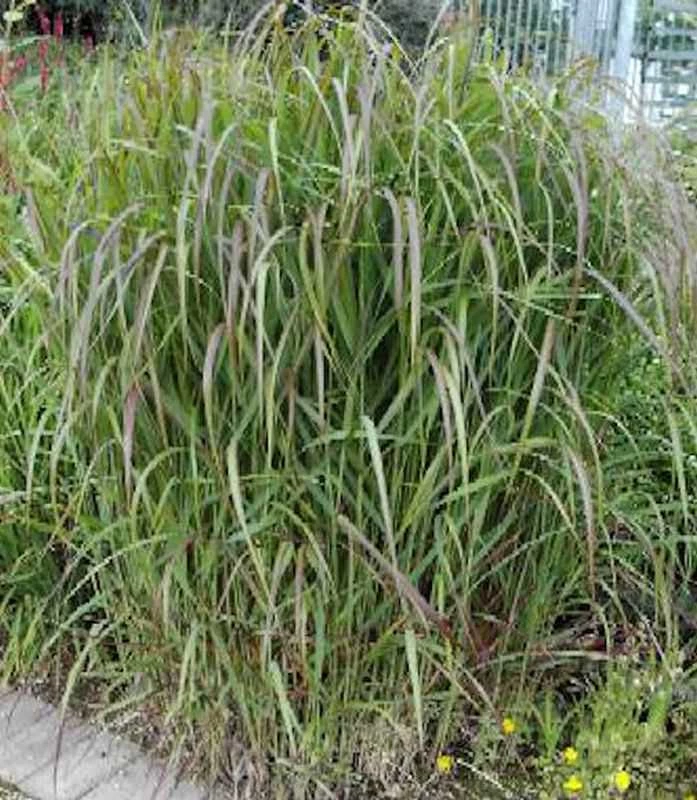Rutenhirse Hänse Herms - Großer Topf - Panicum Virgatum 3 Rutenhirse Hänse Herms - Großer Topf - Panicum Virgatum
