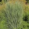 Rutenhirse Northwind - Panicum Virgatum 2 Rutenhirse Northwind - Panicum Virgatum -NR-01 Verkäufe Panicum virgatum Nordwind