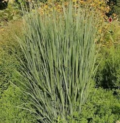 Rutenhirse Northwind - Panicum Virgatum