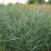 Rutenhirse Prairie Sky - Großer Topf - Panicum Virgatum 1 Rutenhirse Prairie Sky - Großer Topf - Panicum Virgatum -NR-01 Verkäufe Panicum virgatum Prairie Sky