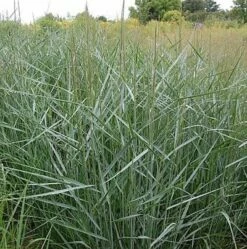Rutenhirse Prairie Sky - Großer Topf - Panicum Virgatum