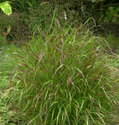 Rutenhirse Sangria - Großer Topf - Panicum Virgatum