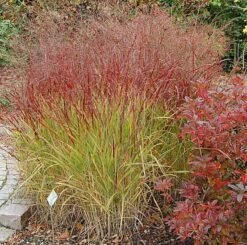 Rutenhirse Shenandoah - Großer Topf - Panicum Virgatum