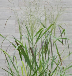 Rutenhirse Squaw - Panicum Virgatum