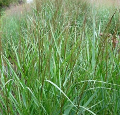 Rutenhirse Warrior - Panicum Virgatum