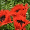 Türkischer Mohn Türkenlouis - Papaver Orientale -NR-01 Verkäufe Papaver Trkenlouis