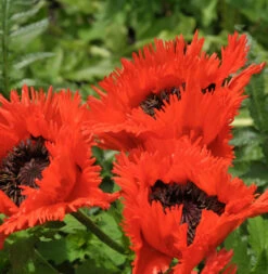 Türkischer Mohn Türkenlouis - Papaver Orientale