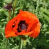 Türkischer Mohn Brilliant - Papaver Orientale -NR-01 Verkäufe Papaver orientale Brilliant 1