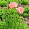 Türkischer Mohn Königen Alexandra - Papaver Orientale 2 Türkischer Mohn Königen Alexandra - Papaver Orientale -NR-01 Verkäufe Papaver orientale Knigen Alexandra 1
