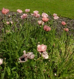 Türkischer Mohn Princess Victoria Louise - Papaver Orientale