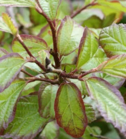 Eisenholzbaum Persian Spire 40-60cm - Parrotia Persica