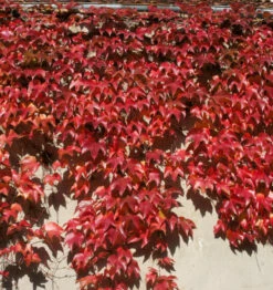Chinesische Jungfernrebe 40-60cm - Parthenocissus Henryana