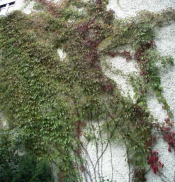 Mauerkatze Engelmann 80-100cm - Parthenocissus Quinquefolia