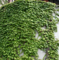 Jungfernrebe Green Sping 60-80cm - Parthenocissus Tricuspidata
