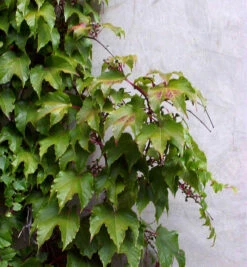Jungfernrebe 100-125cm - Parthenocissus Tricuspidata