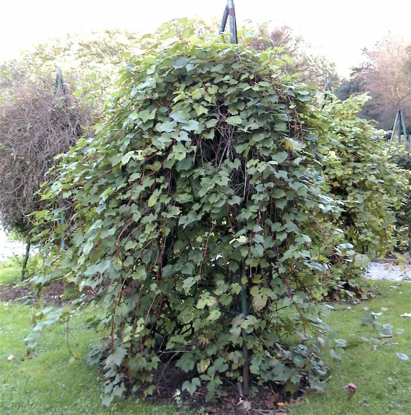 Wilder Wein 40-60cm - Parthenocissus Inserta 3 Wilder Wein 40-60cm - Parthenocissus Inserta