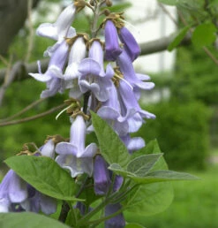 Blauglockenbaum 60-80cm - Paulownia Tomentosa
