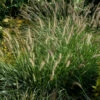Australisches Lampenputzergras - Pennisetum Alopecuroides 2 Australisches Lampenputzergras - Pennisetum Alopecuroides -NR-01 Verkäufe Pennisetum alopecuroides Compressum 1