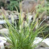 Lampenputzergras Red Head - Pennisetum Alopecuroides -NR-01 Verkäufe Pennisetum alopecuroides Red Head