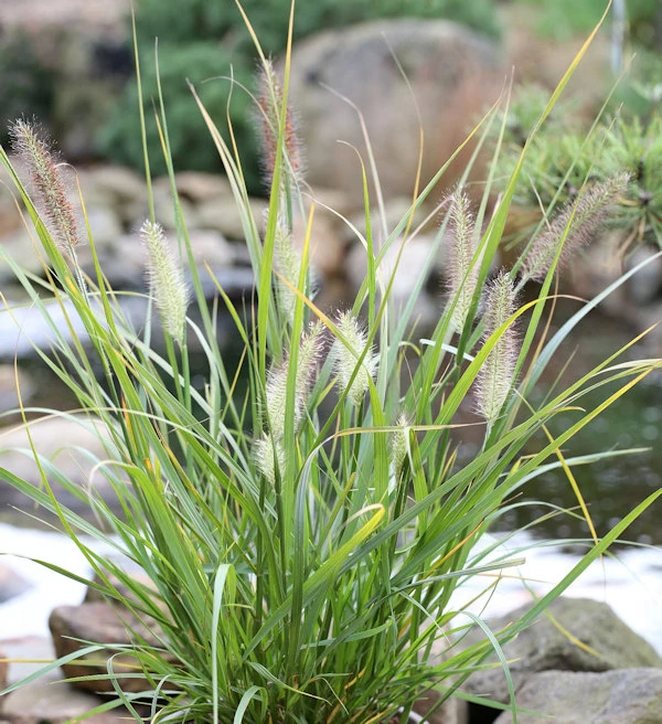 Lampenputzergras Red Head - Pennisetum Alopecuroides 3 Lampenputzergras Red Head - Pennisetum Alopecuroides