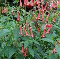 Bartfaden Cocconeus - Penstemon Barbatus