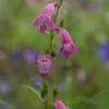 Bartfaden Red Rocks - Penstemon Cultorum 1 Bartfaden Red Rocks - Penstemon Cultorum -NR-01 Verkäufe Penstemon cultorum Red Rocks