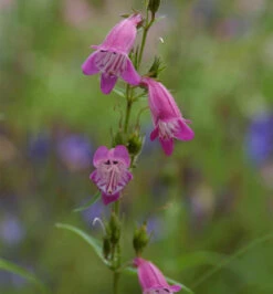 Bartfaden Red Rocks - Penstemon Cultorum