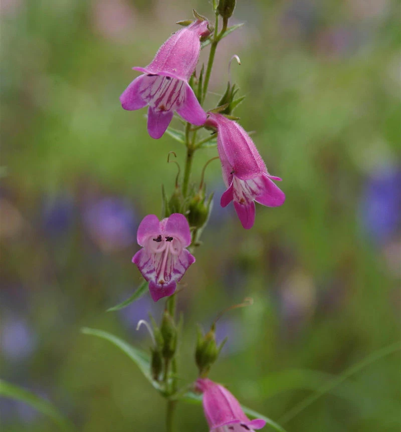 Bartfaden Red Rocks - Penstemon Cultorum 3 Bartfaden Red Rocks - Penstemon Cultorum