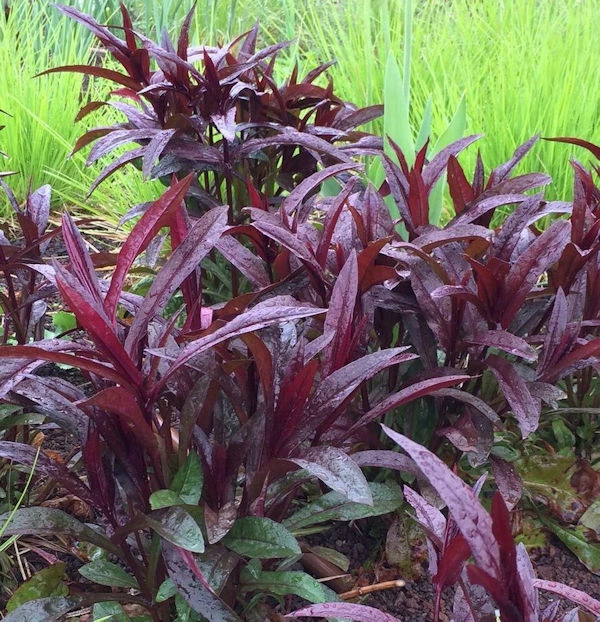 Bartfaden Huskers Red - Penstemon Digitalis 3 Bartfaden Huskers Red - Penstemon Digitalis