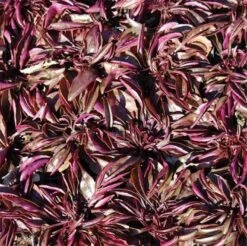 Zwerg Bartfaden - Penstemon Hirsutus Pygmaeus