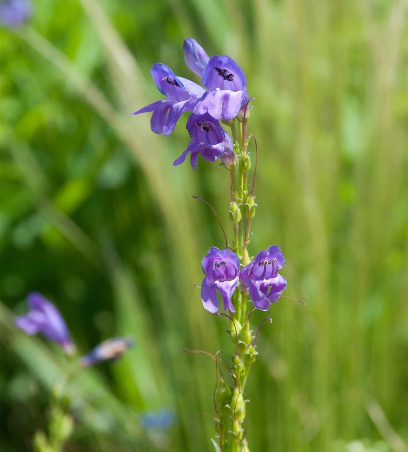 Aufrechter Bartfaden - Penstemon Strictus 3 Aufrechter Bartfaden - Penstemon Strictus