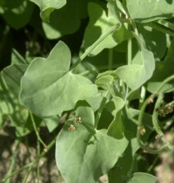 Kissen-Knöterich - Persicaria Kahil