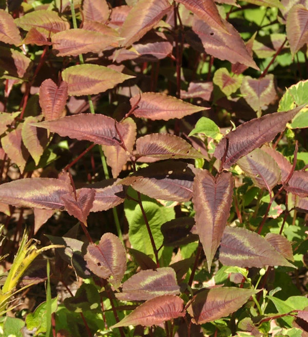 Knöterich Red Dragon - Persicaria Microcephala 3 Knöterich Red Dragon - Persicaria Microcephala