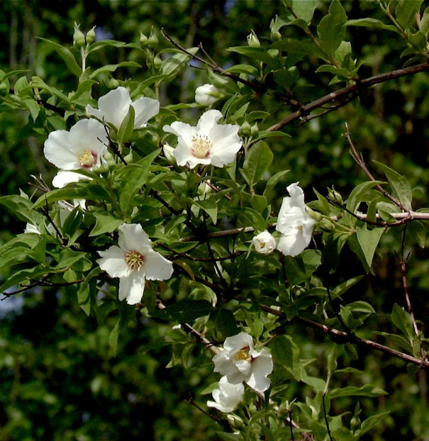 Gartenjasmin Belle Etoile 60-80cm - Philadelphus 3 Gartenjasmin Belle Etoile 60-80cm - Philadelphus