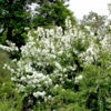 Gartenjasmin Dame Blanche 80-100cm - Philadelphus 1 Gartenjasmin Dame Blanche 80-100cm - Philadelphus -NR-01 Verkäufe Philadelphus DameBlanche