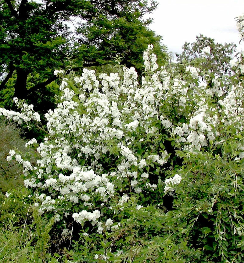 Gartenjasmin Dame Blanche 80-100cm - Philadelphus 3 Gartenjasmin Dame Blanche 80-100cm - Philadelphus