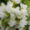 Gartenjasmin Manteau D Hermine 30-40cm - Philadelphus 1 Gartenjasmin Manteau D Hermine 30-40cm - Philadelphus -NR-01 Verkäufe Philadelphus ManteaudHermine 1