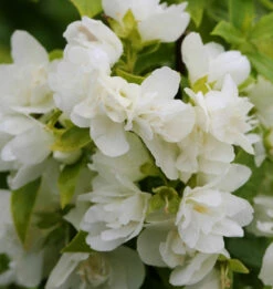 Gartenjasmin Manteau D Hermine 60-80cm - Philadelphus