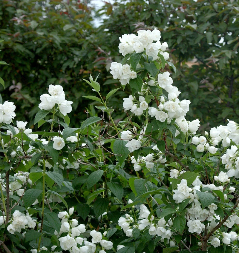 Gartenjasmin Natchez 60-80cm - Philadelphus 3 Gartenjasmin Natchez 60-80cm - Philadelphus