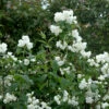 Gartenjasmin Natchez 40-60cm - Philadelphus 2 Gartenjasmin Natchez 40-60cm - Philadelphus -NR-01 Verkäufe Philadelphus Natchez