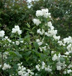 Gartenjasmin Natchez 40-60cm - Philadelphus