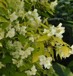 Gelber Europäischer Pfeifenstrauch 40-60cm - Philadelphus Coronarius