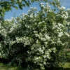 Zwerg Jasmin Little White Love® 60-80cm - Philadelphus Coronarius -NR-01 Verkäufe Philadelphus coronarius LittleWhiteLove 1