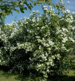 Zwerg Jasmin Little White Love® 40-60cm - Philadelphus Coronarius