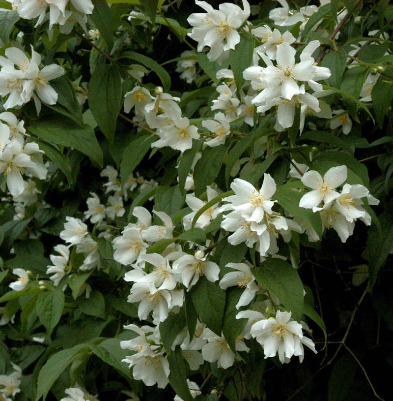 Großblumiger Feldjasmin 125-150cm - Philadelphus Grandiflorus 3 Großblumiger Feldjasmin 125-150cm - Philadelphus Grandiflorus
